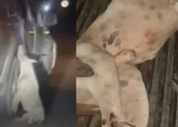 ¡Lamentable! Perrito murió colgado de su camioneta en las vías que conducen de Bogotá a Ibagué
