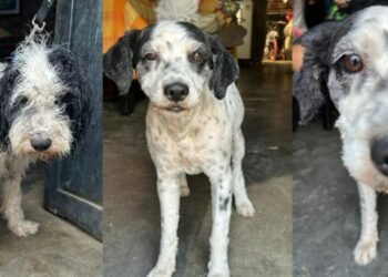 Autoridades visitaron de nuevo a ‘Copito’ y constataron que la familia del canino cumplió con los compromisos