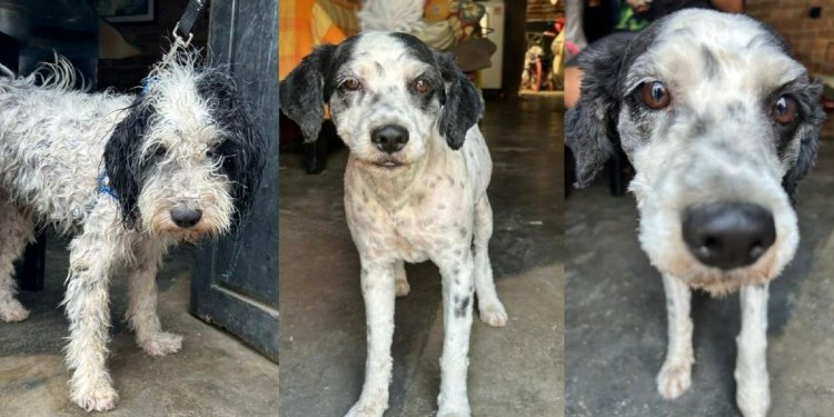 Autoridades visitaron de nuevo a ‘Copito’ y constataron que la familia del canino cumplió con los compromisos