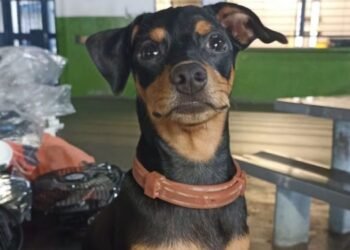 Autoridades en Ibagué piden hacer visita a familia que se llevó a canino hallado en la cárcel Coiba de Picaleña 