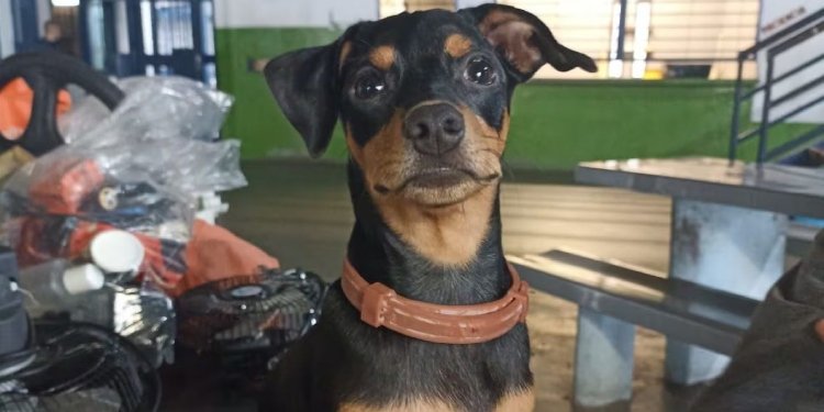 Autoridades en Ibagué piden hacer visita a familia que se llevó a canino hallado en la cárcel Coiba de Picaleña