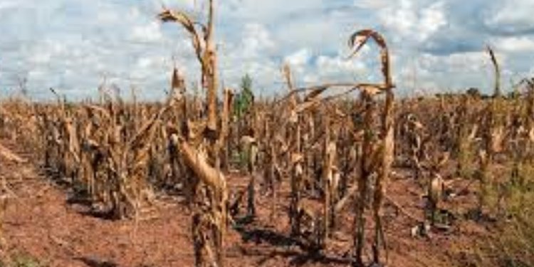 El Tolima se prepara para contener efectos del Fenómeno del Niño en cultivos