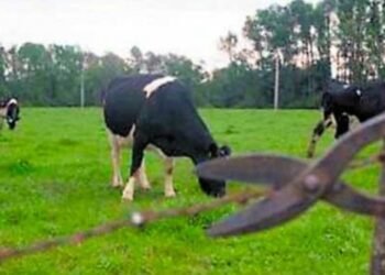 El abigeato azota a los ganaderos en Piedras 