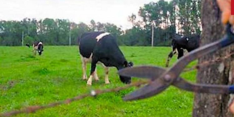 El abigeato azota a los ganaderos en Piedras 