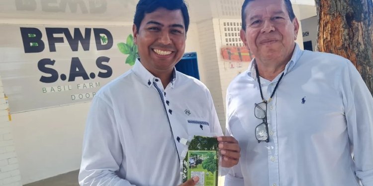 La industria de la albahaca en el Tolima se está consolidando como un importante productor