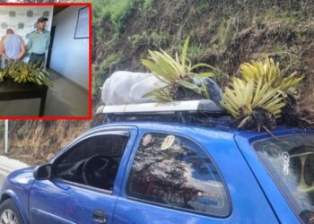 Capturado hombre que extrajo frailejones en la vía Murillo – Manizales