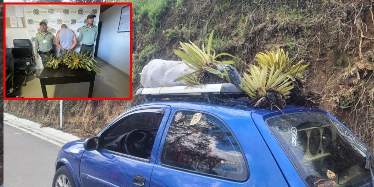 Capturado hombre que extrajo frailejones en la vía Murillo – Manizales