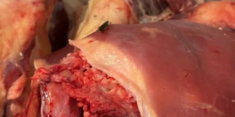 Cerraron cuatro carnicerías en la Plaza del Jardín