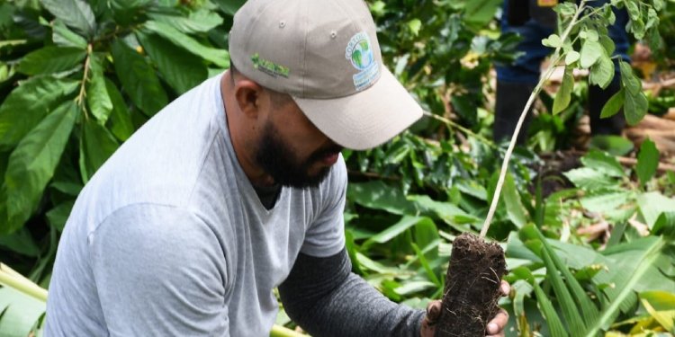 Cortolima restaura predios de Alpujarra con siembra de especies nativas