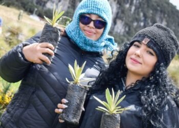 Cortolima apoyó siembra de frailejones en Murillo