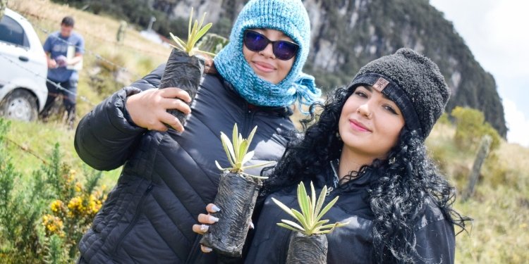 Cortolima apoyó siembra de frailejones en Murillo