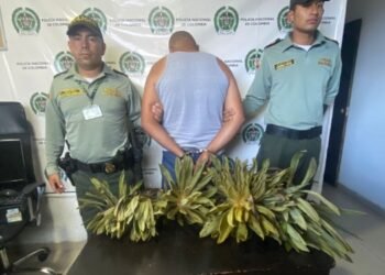 Fiscalía presentó ante un Juez a hombre que arrancó cinco frailejones