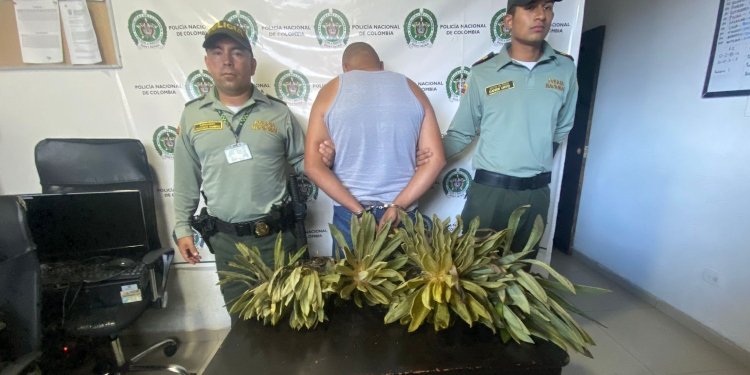 Fiscalía presentó ante un Juez a hombre que arrancó cinco frailejones