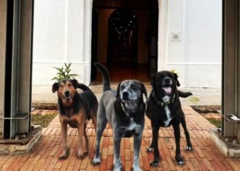 Brindarán hogar y atención a Luna, Rambo y Sandro, los guardianes del Museo Panóptico