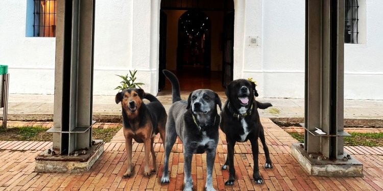 Brindarán hogar y atención a Luna, Rambo y Sandro, los guardianes del Museo Panóptico