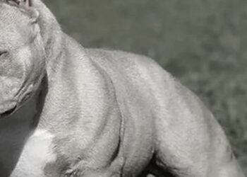 Una mordida de un perro frenó la carrera de fisicoculturista tolimense 