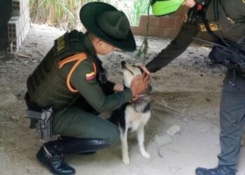 La Policía Metropolitana rescató un canino maltratado