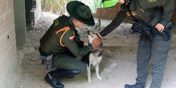 La Policía Metropolitana rescató un canino maltratado