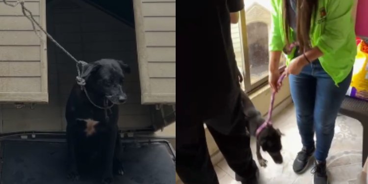 Rescataron a seis caninos cuya propietaria falleció