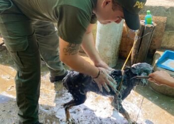 Rocky fue rescatado por la policía y la comunidad en Bilbao 
