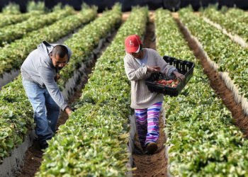 Reunión clave en Ibagué abordó el tema del desarrollo logístico y apoyo a agricultores