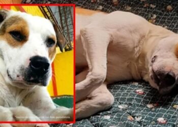 Acciones judiciales de la Fiscalía contra un hombre señalado de agredir al canino ‘Toby’