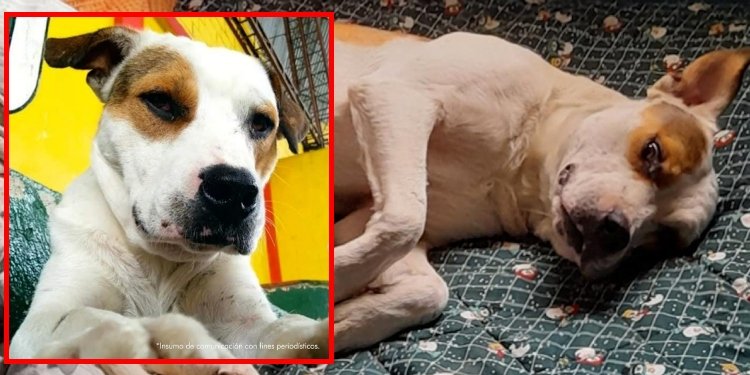 Acciones judiciales de la Fiscalía contra un hombre señalado de agredir al canino ‘Toby’