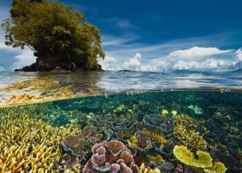 Día de la Diversidad Biológica: Cortolima hace un llamado a proteger la biodiversidad