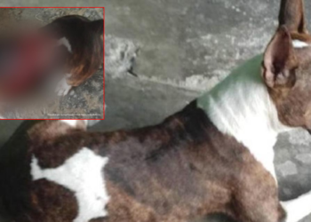 Sujeto fue judicializado por agredir al canino ‘Goccy’ en el Guamo