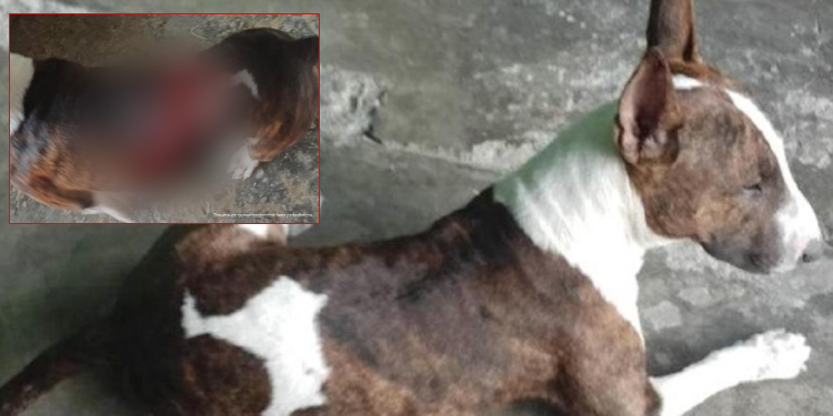 Sujeto fue judicializado por agredir al canino ‘Goccy’ en el Guamo