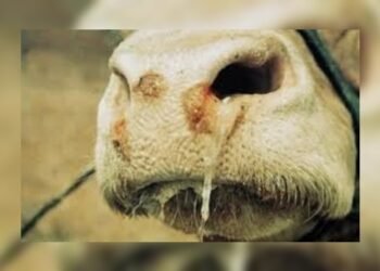 Inició ciclo de vacunación contra fiebre aftosa y brucelosis en el Tolima 