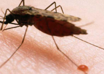 Secretaría de salud del Tolima mantiene vigilancia por casos de malaria en Ortega