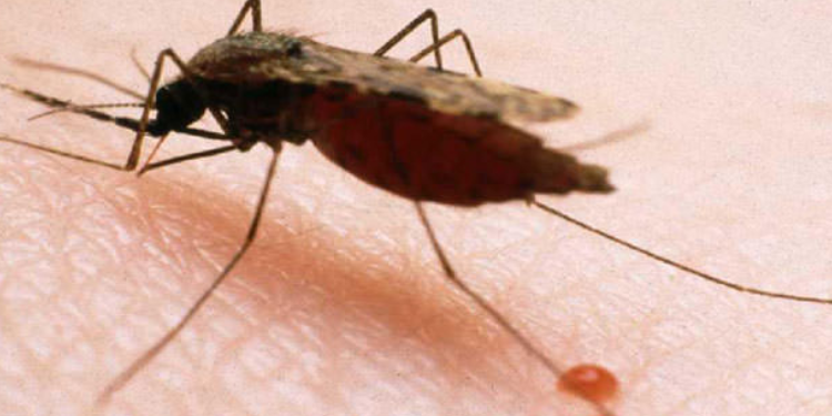 Secretaría de salud del Tolima mantiene vigilancia por casos de malaria en Ortega