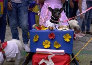 Aliste a su ‘peludito’ para el Tercer Desfile Sampedrino de mascotas
