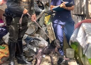 Conozca a ‘Max’ y ‘Nerón’ los ‘peluditos’ que fueron rescatados por la Policía