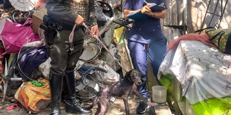 Conozca a ‘Max’ y ‘Nerón’ los ‘peluditos’ que fueron rescatados por la Policía