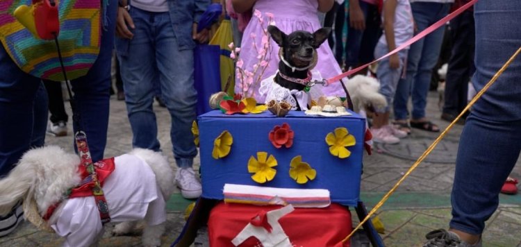 Aliste a su ‘peludito’ para el Tercer Desfile Sampedrino de mascotas