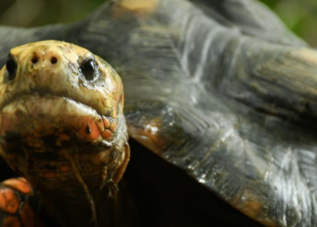 Más de 450 animales han sido atendidos por Cortolima en la primera mitad de 2024