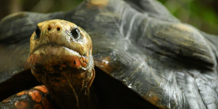 Más de 450 animales han sido atendidos por Cortolima en la primera mitad de 2024