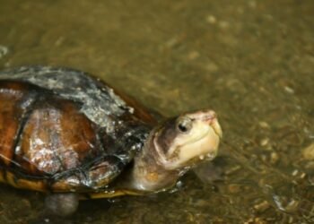 Cortolima  libera animales silvestres en su hábitat natural 