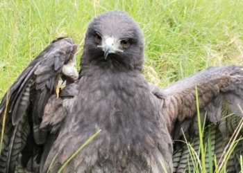 Águila herida es atendida por cortolima en Anzoátegui
