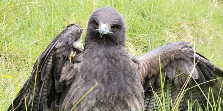 Águila herida es atendida por cortolima en Anzoátegui