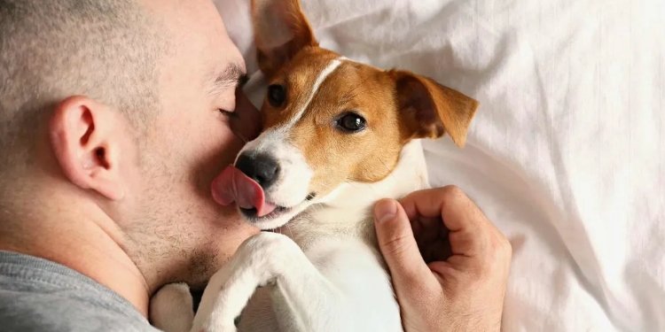 Corte Constitucional ordena facilitar acceso de perros de apoyo emocional en universidades