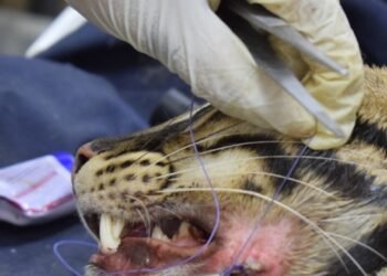 Veterinarios de Cortolima operaron con éxito a ocelote rescatada en Coyaima