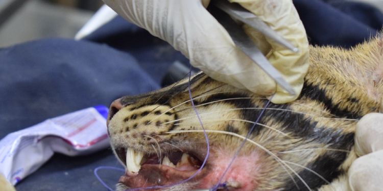 Veterinarios de Cortolima operaron con éxito a ocelote rescatada en Coyaima