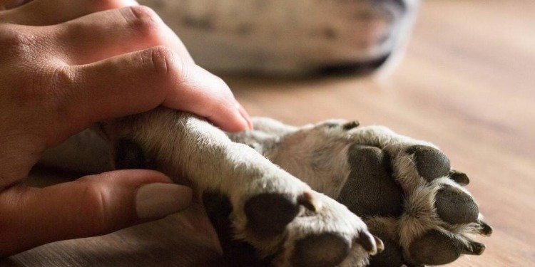 Proyecto de ley busca establecer un período de luto por mascotas ¿Qué opina?