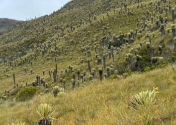 Gobernación realiza control a predios de conservación en Santa Isabel y Líbano