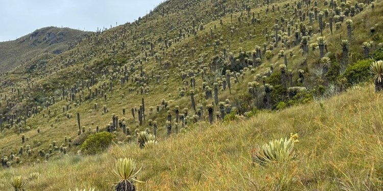 Gobernación realiza control a predios de conservación en Santa Isabel y Líbano