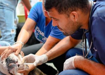 Este viernes 12 y sábado 13 de julio habrá jornadas de bienestar para los ‘peluditos’
