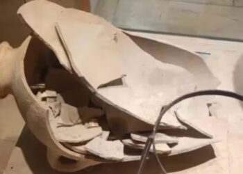 Niño rompe accidentalmente una vasija de 3.500 años en un museo